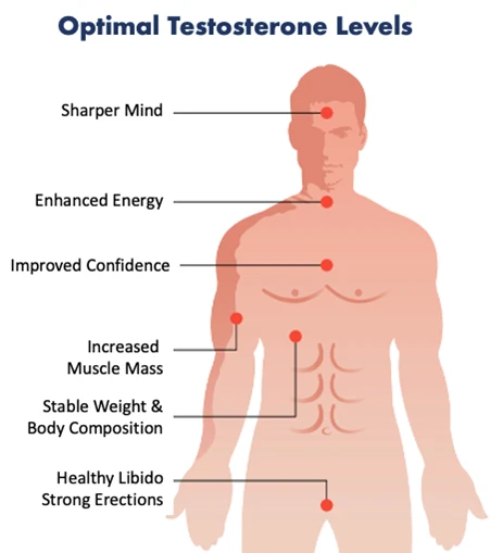 optimal testosterone levels diagram