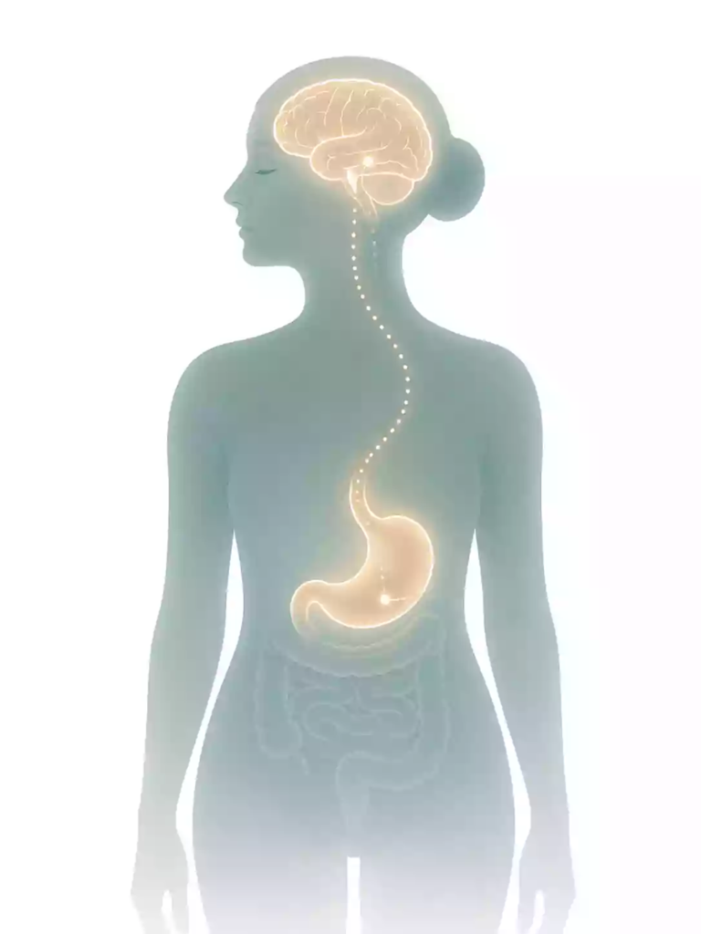 Illustration of the gut-brain hormone connection that drives appetite return after stopping Ozempic